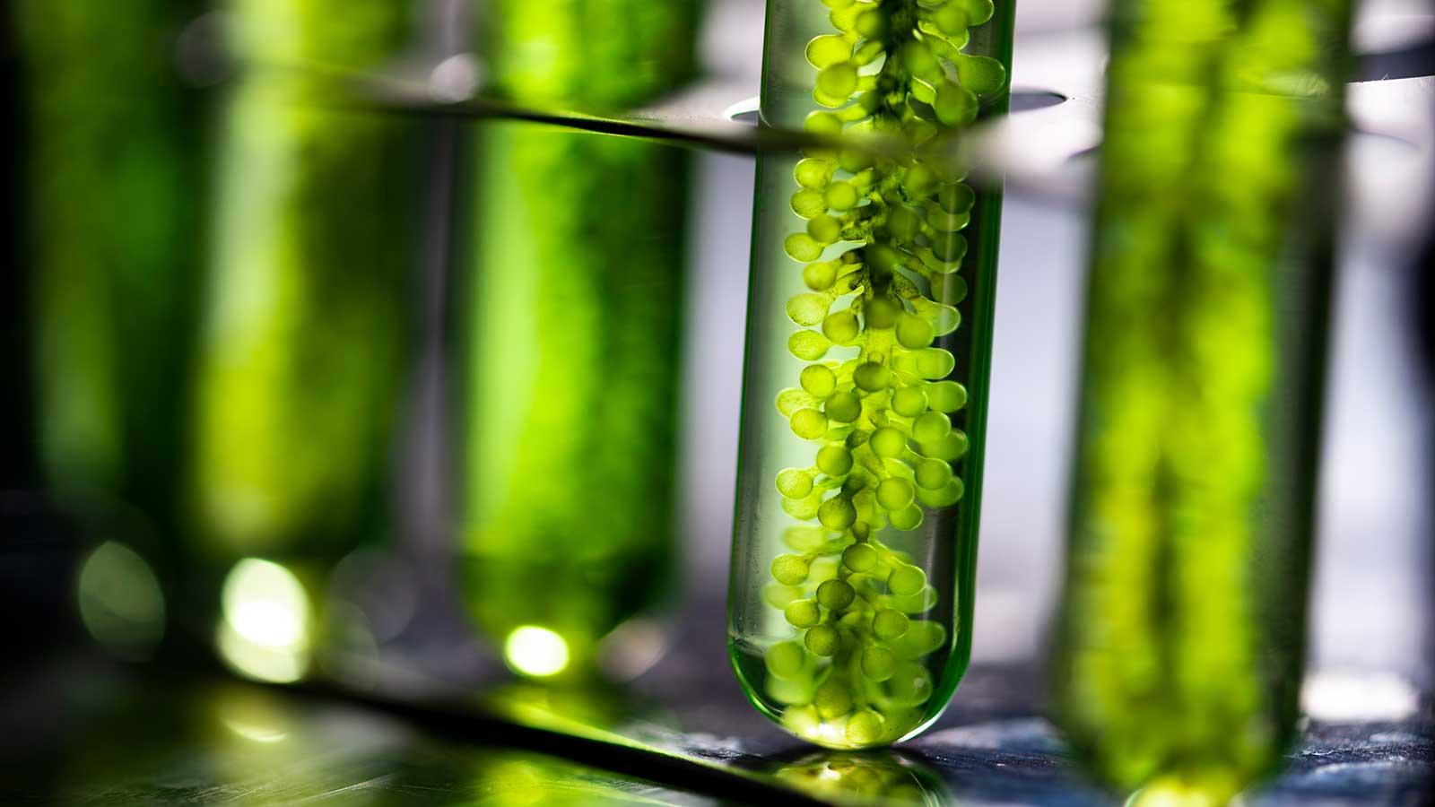 藻类燃料，工业实验室的藻类研究